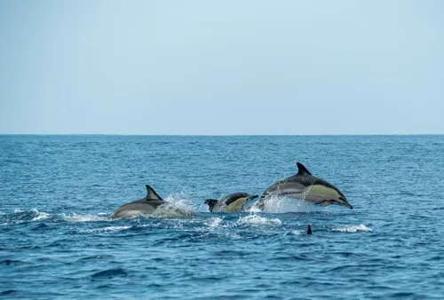 Excursión de avistamiento de delfines
