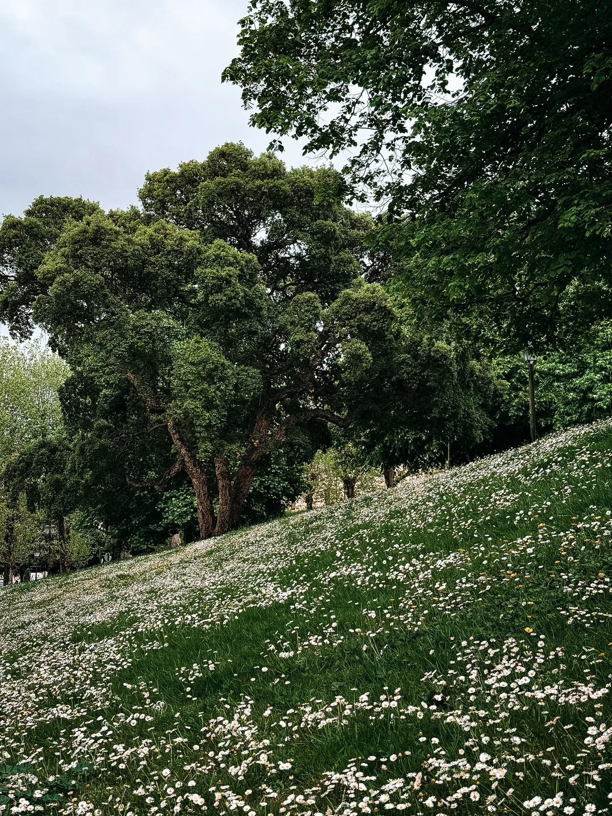 Parque de San Francisco — Viavora Travel
