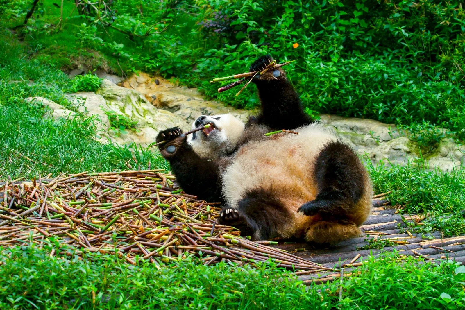 Chengdu — Viavora Travel